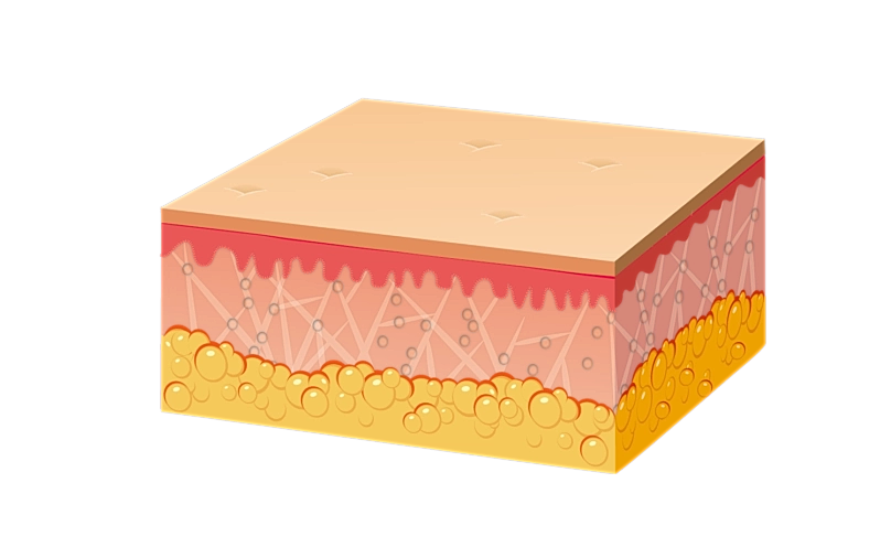Cross-section of skin showing layers and structure.